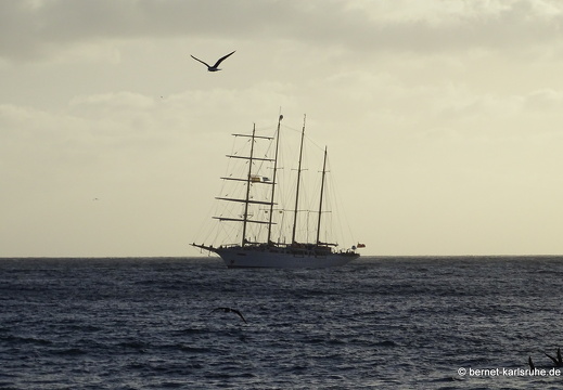 23-11-09-pdr-segelschiff-starflyer-moewen-009