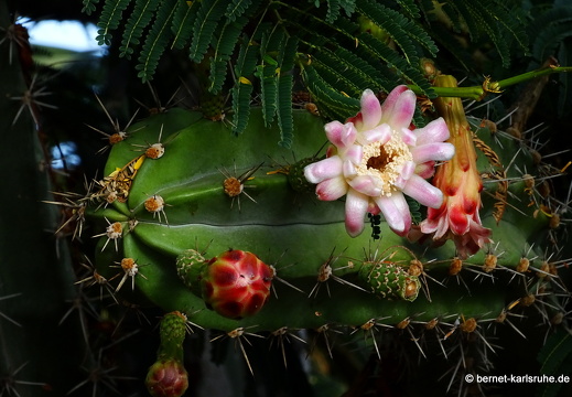 23-11-22-pdr-strand-kaktusblueten-weihnachtsgesteck-