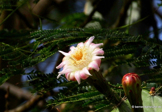 23-11-22-pdr-strand-kaktusblueten-002