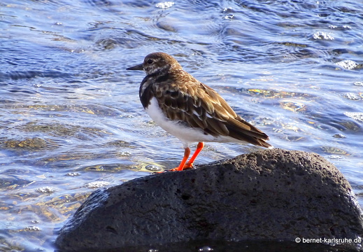 23-11-24-pdr-strand-089