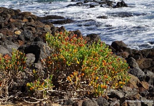 23-11-24-pdr-strand-126