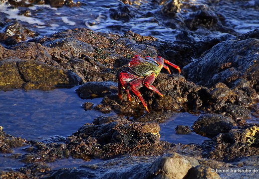 23-11-30-pdr-hafen-krabben-008