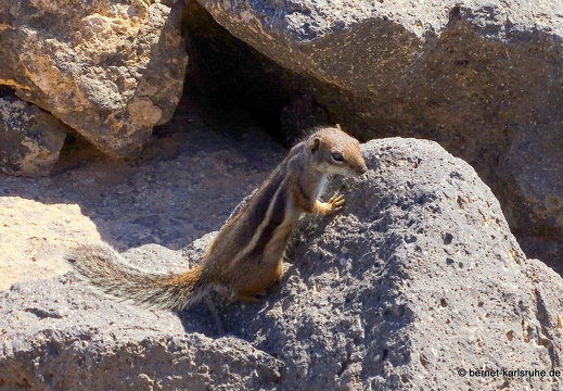 23-11-20-pdr-strand-atlashoernchen-003