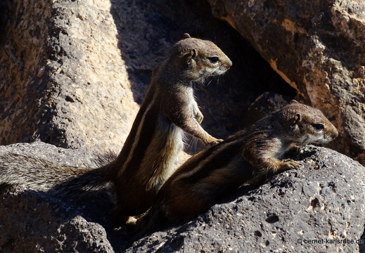 23-11-20-pdr-strand-atlashoernchen-013
