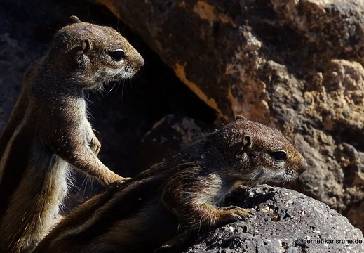 23-11-20-pdr-strand-atlashoernchen-014