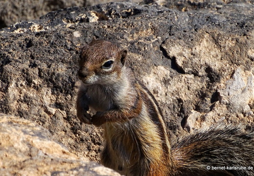 23-11-20-pdr-strand-atlashoernchen-018