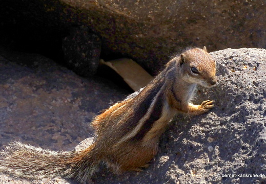 23-11-20-pdr-strand-atlashoernchen-022