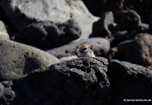 23-11-20-pdr-strand-atlashoernchen-029