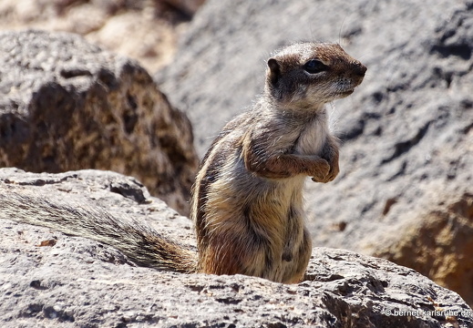 23-11-20-pdr-strand-atlashoernchen-032