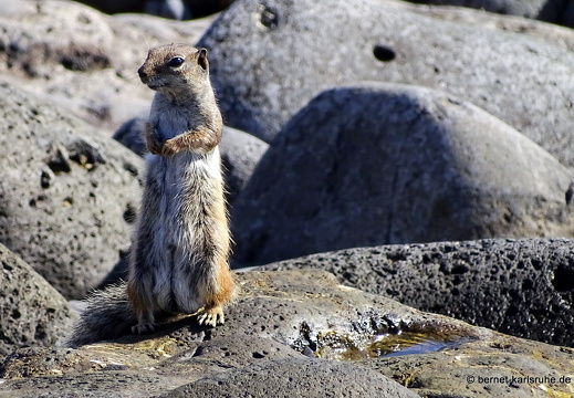 23-11-20-pdr-strand-atlashoernchen-035