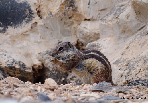 23-11-21-atlashoernchen-005