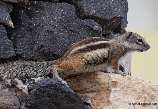 23-11-21-atlashoernchen-008