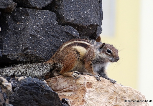 23-11-21-atlashoernchen-011
