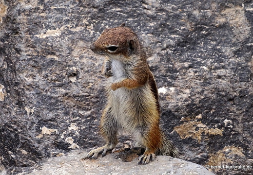 23-11-21-atlashoernchen-020