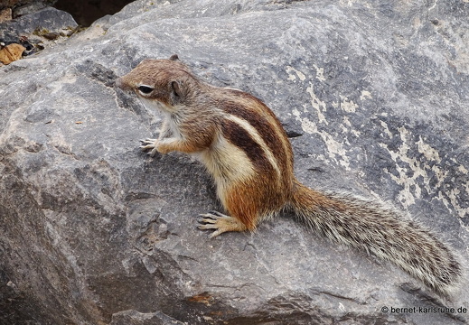 23-11-21-atlashoernchen-022