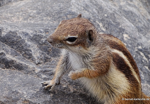 23-11-21-atlashoernchen-025