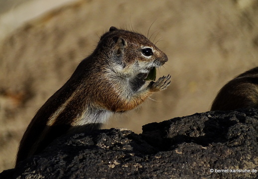 23-11-22-pdr-strand-atlashoernchen-001
