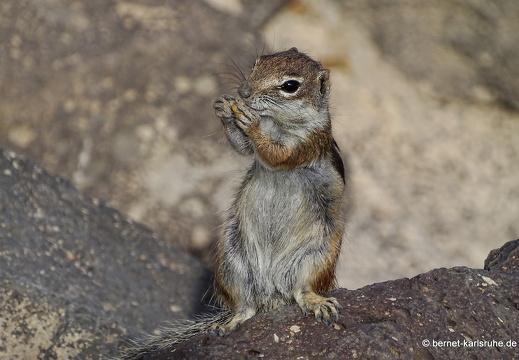 23-11-22-pdr-strand-atlashoernchen-005