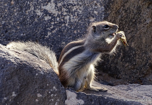 23-11-22-pdr-strand-atlashoernchen-014