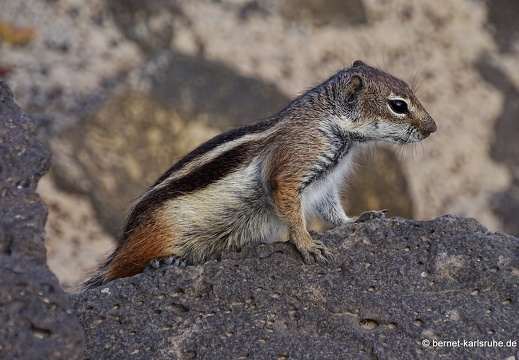 23-11-22-pdr-strand-atlashoernchen-019