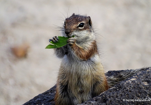 23-11-22-pdr-strand-atlashoernchen-024