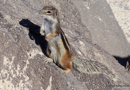 23-11-26-pdr-atlashoernchen-001