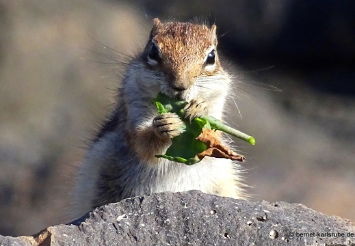 23-11-26-pdr-atlashoernchen-012