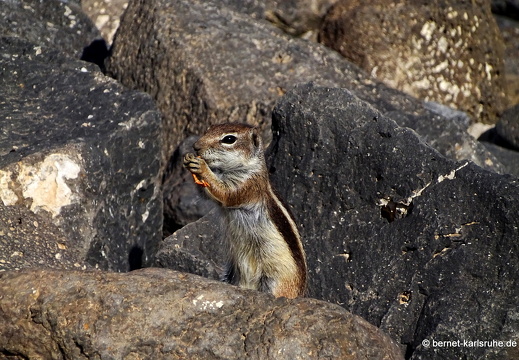 23-11-26-pdr-atlashoernchen-015