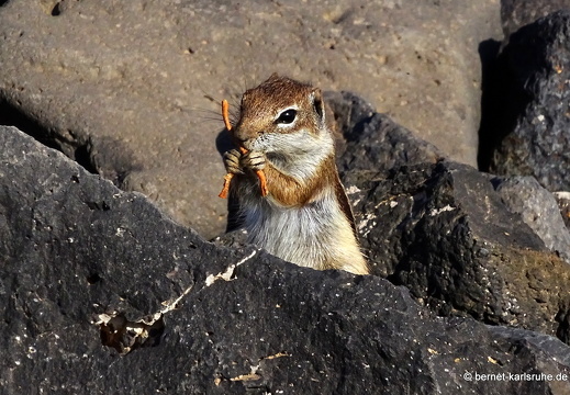 23-11-26-pdr-atlashoernchen-017