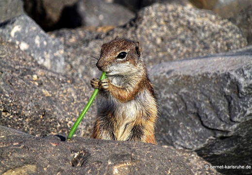 23-11-26-pdr-atlashoernchen-020