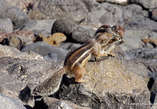 23-11-26-pdr-atlashoernchen-022