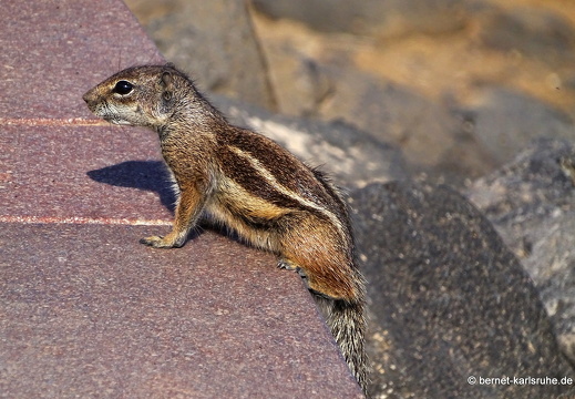 23-11-26-pdr-atlashoernchen-024