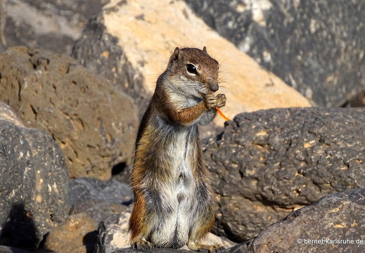 23-11-26-pdr-atlashoernchen-026