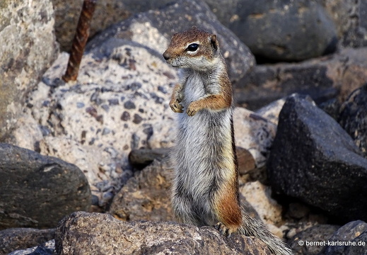 23-11-26-pdr-atlashoernchen-034