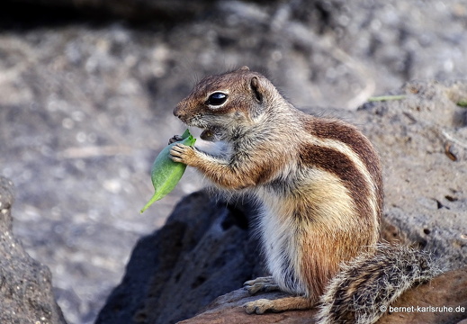 23-11-26-pdr-atlashoernchen-035