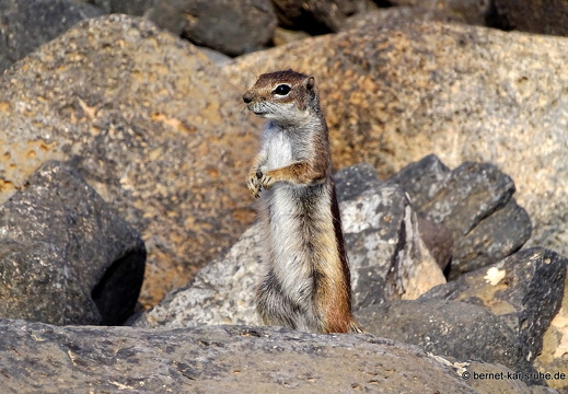 23-11-26-pdr-atlashoernchen-036