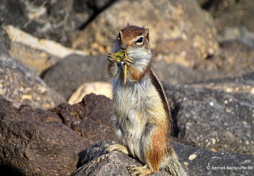 23-11-26-pdr-atlashoernchen-037