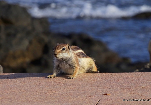 23-11-26-pdr-atlashoernchen-042