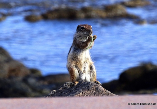 23-11-26-pdr-atlashoernchen-046