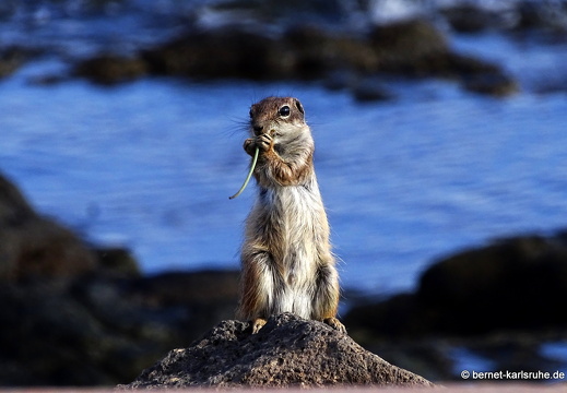 23-11-26-pdr-atlashoernchen-047