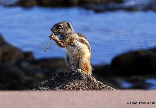 23-11-26-pdr-atlashoernchen-048