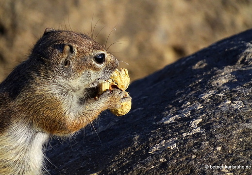 23-11-27-pdr-atlashoernchen-002