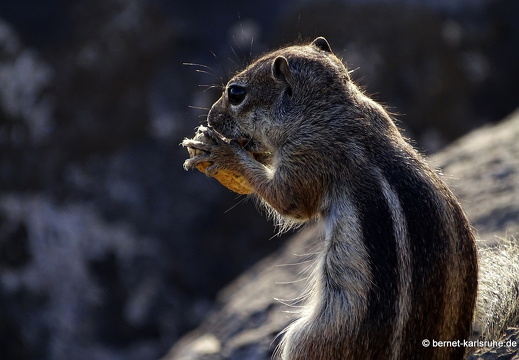 23-11-27-pdr-atlashoernchen-010