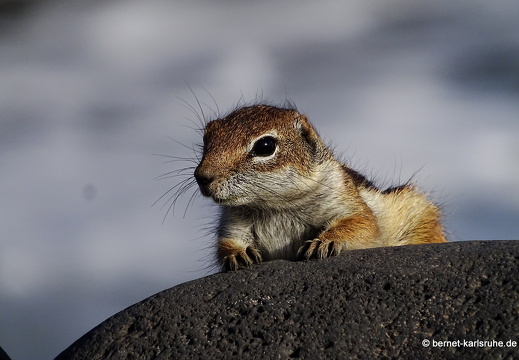 23-11-30-pdr-atlashoernchen-004