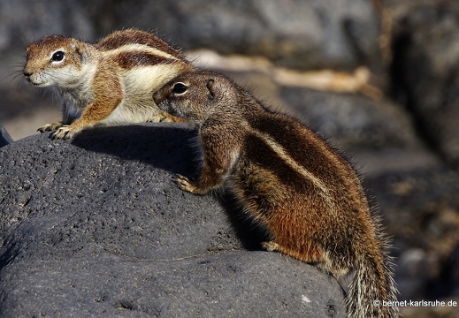 23-11-30-pdr-atlashoernchen-009