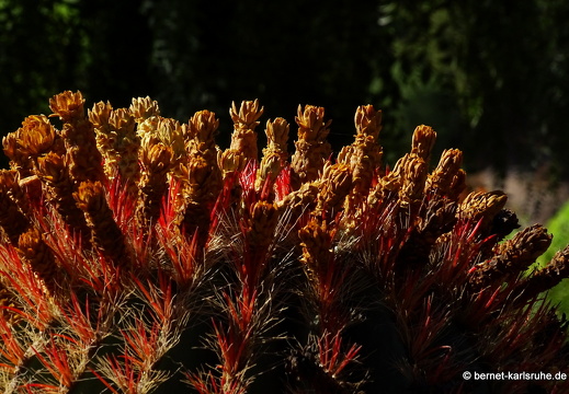 23-11-19-oasis park-151