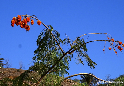 23-11-19-oasis park-163