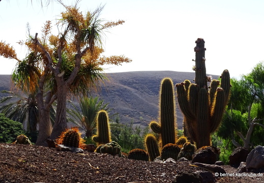 23-11-19-oasis park-173