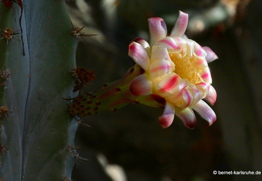 23-11-19-oasis park-194