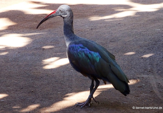 23-11-19-oasis park-226